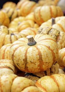 pumpkin, harvest, autumn-4465358.jpg